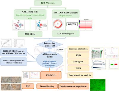 Angiogenesis-related gene signatures reveal the prognosis of cervical cancer based on single cell sequencing and co-expression network analysis